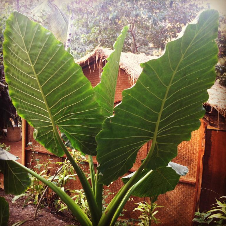 Secret Garden Resort Patnem Beach エクステリア 写真